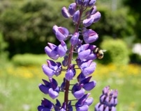 Le Lupin et l'Abeille d'Argentière © BBPhoto